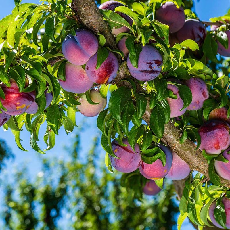 Plum Trees Offer Early Homegrown Fruit With Beautiful Spring Bloom