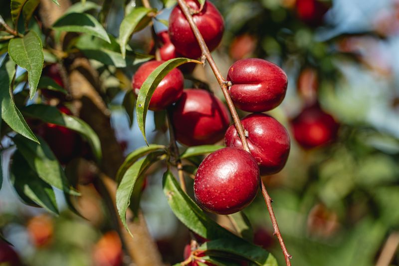 Nectarine