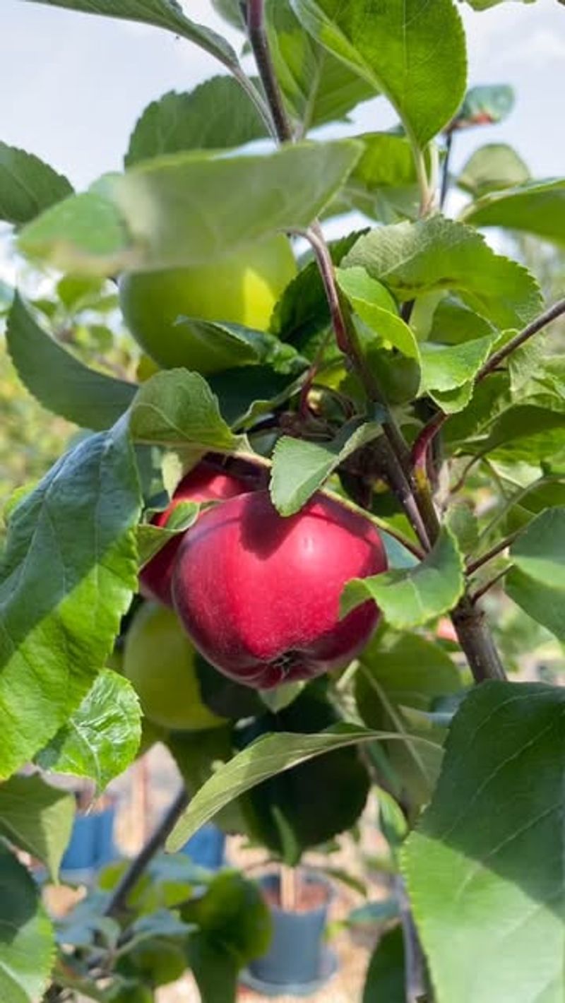 Apples Produce Reliably In Pots With Proper Pruning And Care