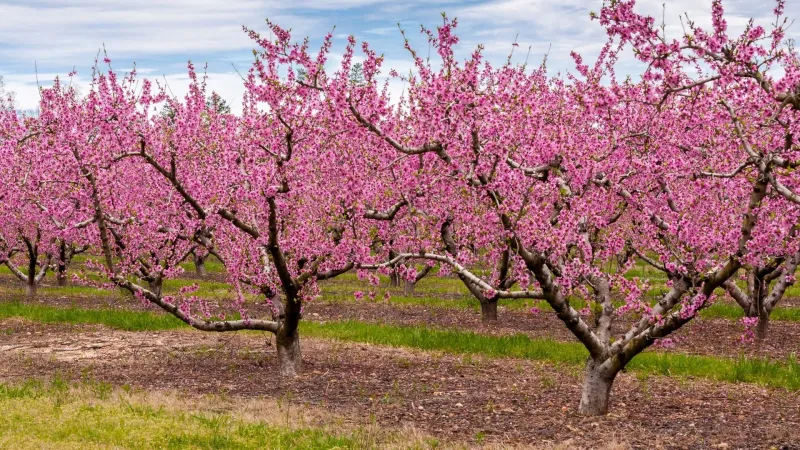Peach Needs A Careful Trim For Better Growth