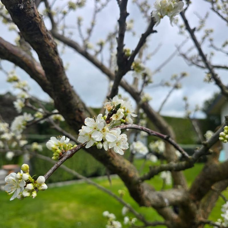 Plum Trees Benefit From Feeding To Support Healthy Fruit Set