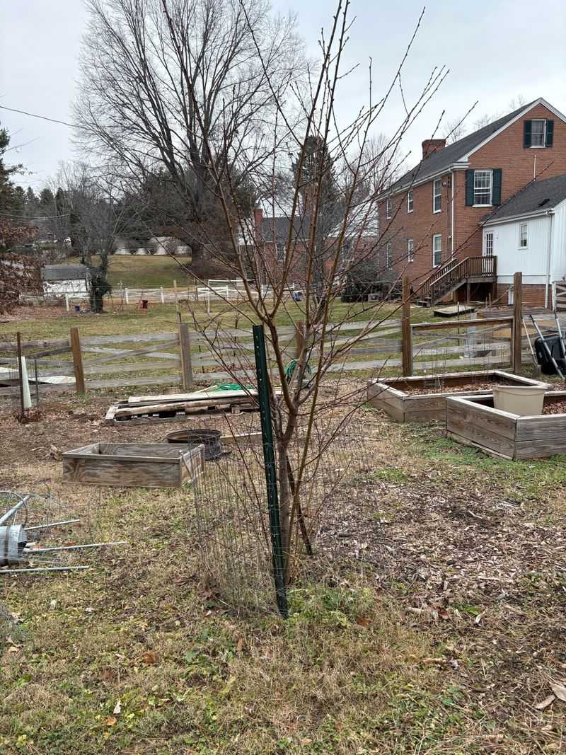 Peach Trees Need Early Spring Pruning For Strong Fruiting Wood