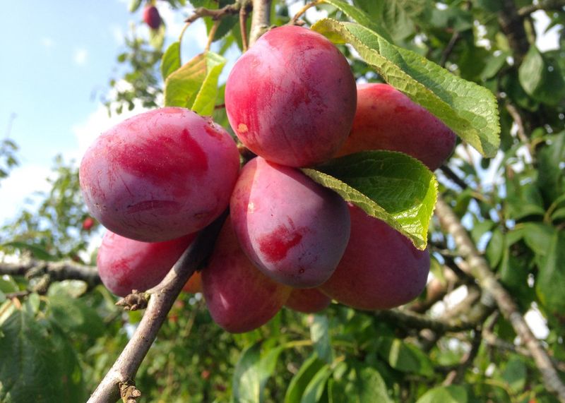 Plum Trees Offering Big Taste In A Compact Space