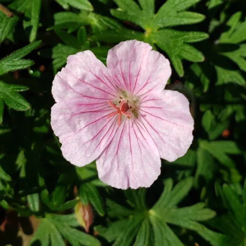 Oregon Geranium