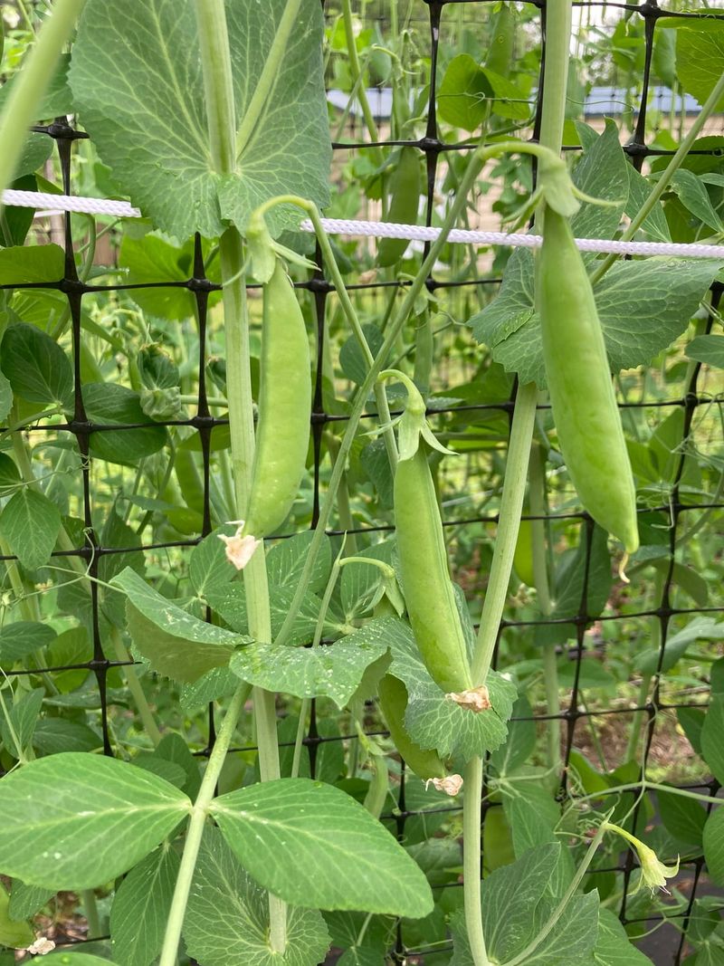Peas Can Go In Early Because They Handle Cool Soil
