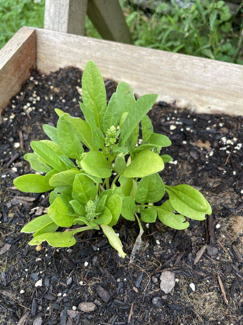 Spinach Grows Strong While Temperatures Stay Mild
