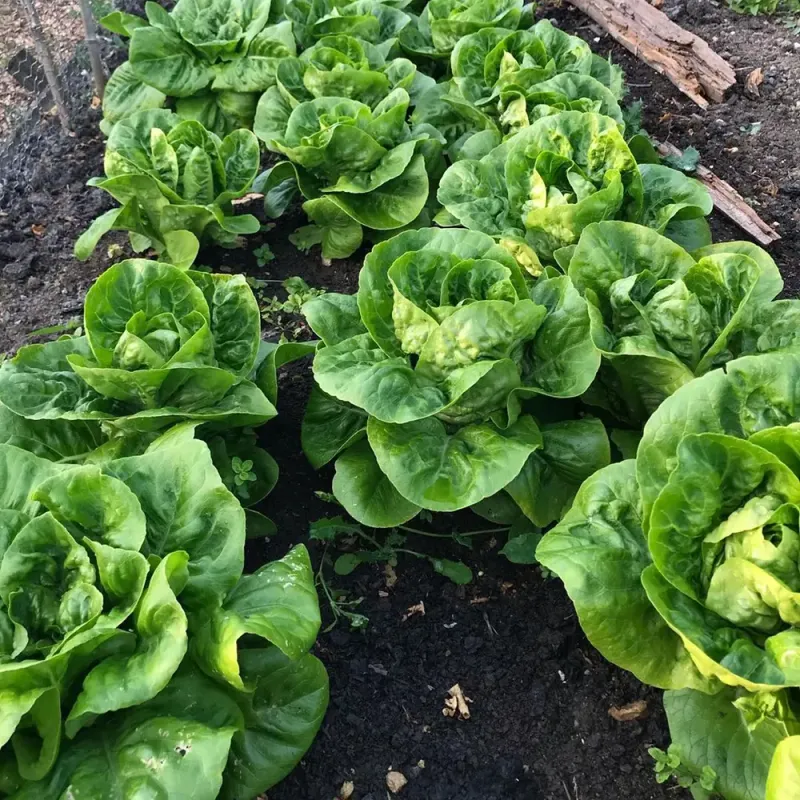 Leaf Lettuce Thrives In Southern Michigan's Cool April