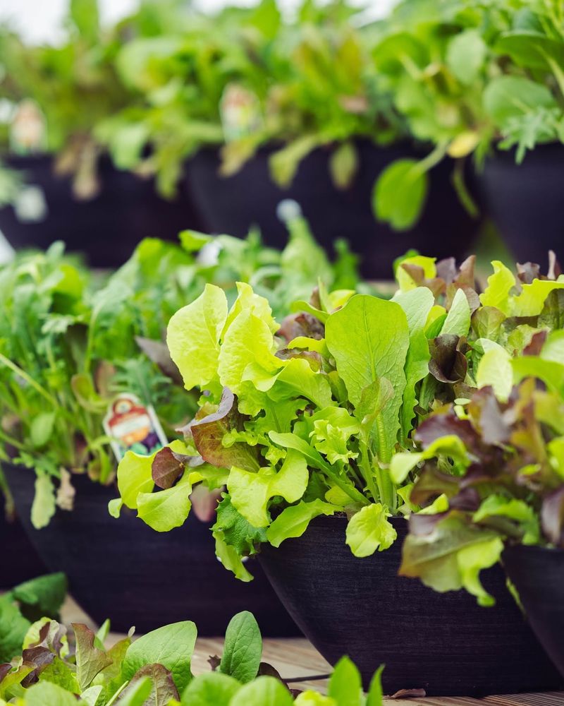Leaf Lettuce For Fast Fresh Pickings