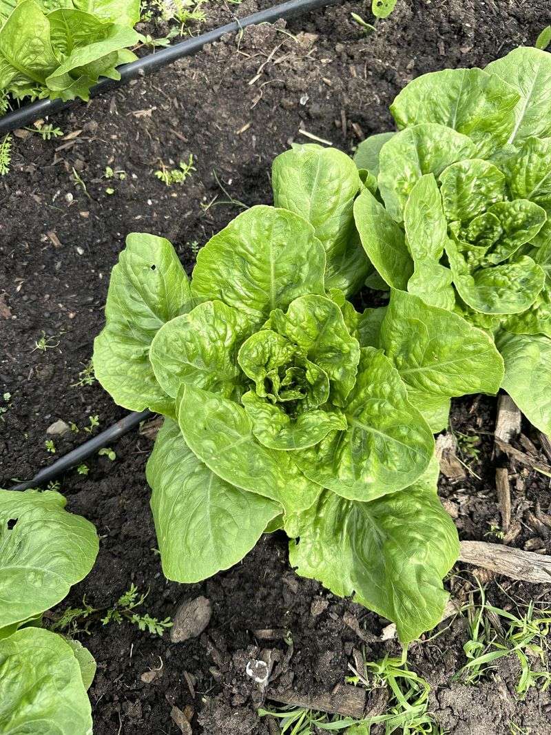 Lettuce Grows Quickly In Oregon's Mild Spring