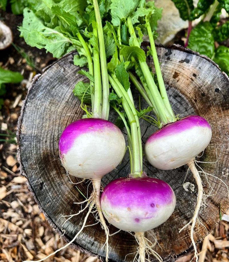 Turnips Offer Quick Roots And Edible Greens
