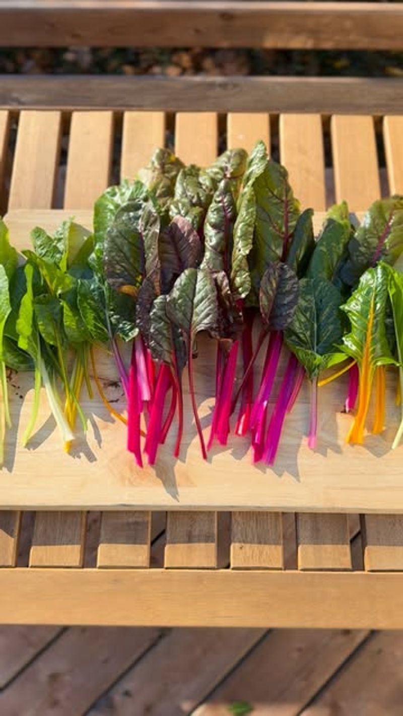 Swiss Chard (Beta Vulgaris Subsp. Cicla)