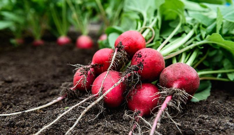 Radishes (Raphanus sativus)
