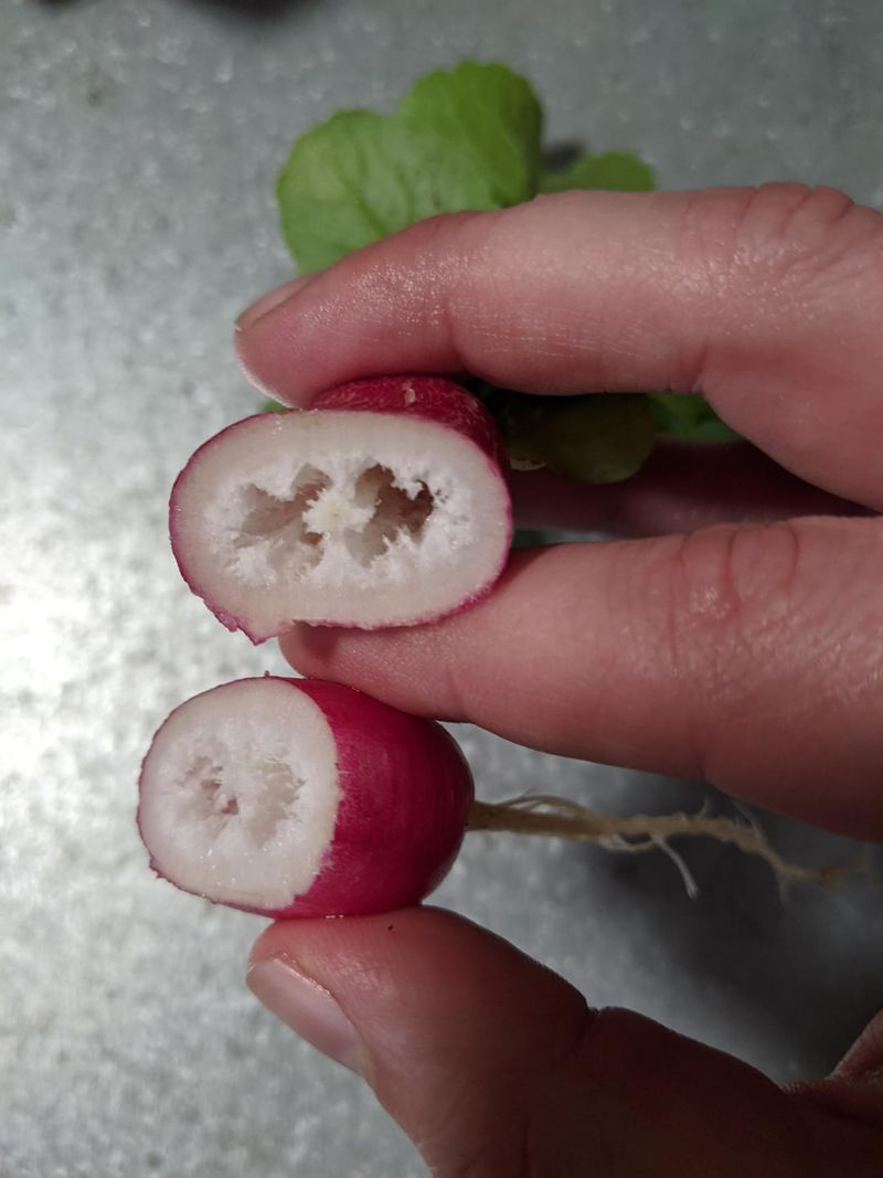 Radishes Turn Pithy Instead Of Crisp