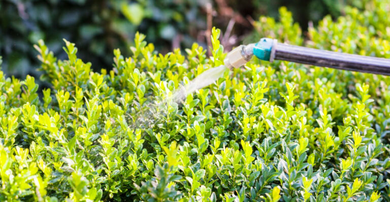 Pennsylvania April Tips For Boxwood Care