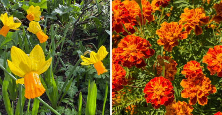 daffodils and marigolds
