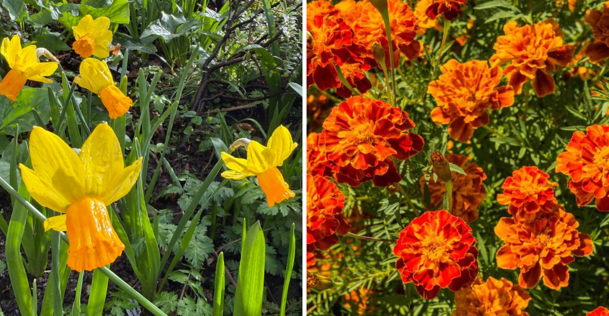 daffodils and marigolds