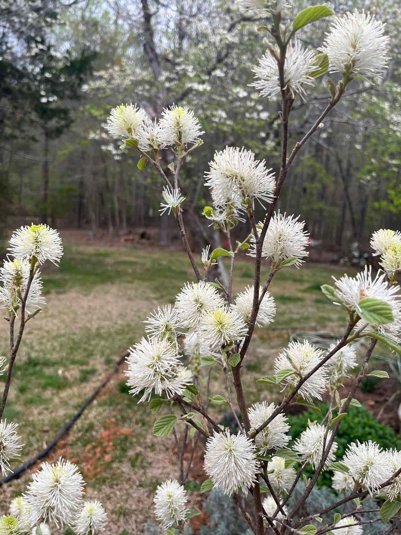Fothergilla Brings Four Season Beauty