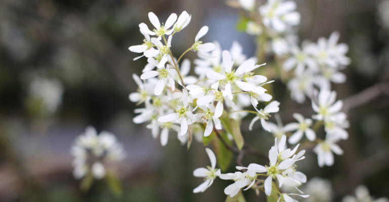 Pennsylvania Entry Path Plants That Look Expensive And Need Little Water
