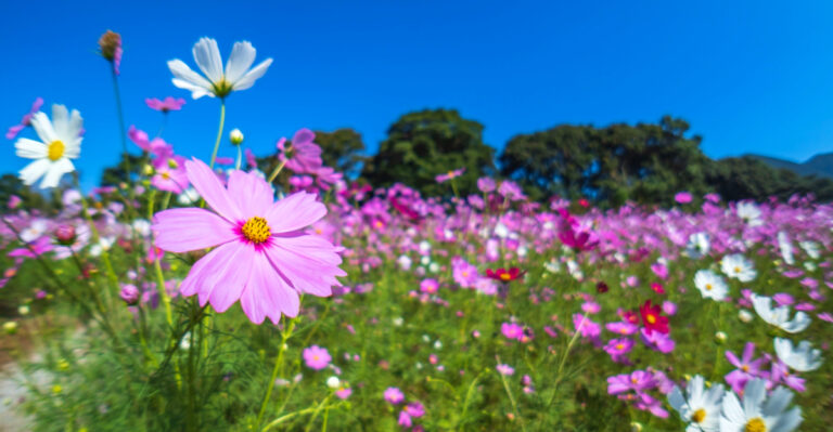 Pennsylvania Flowers That Are Surprisingly Easy To Start In May