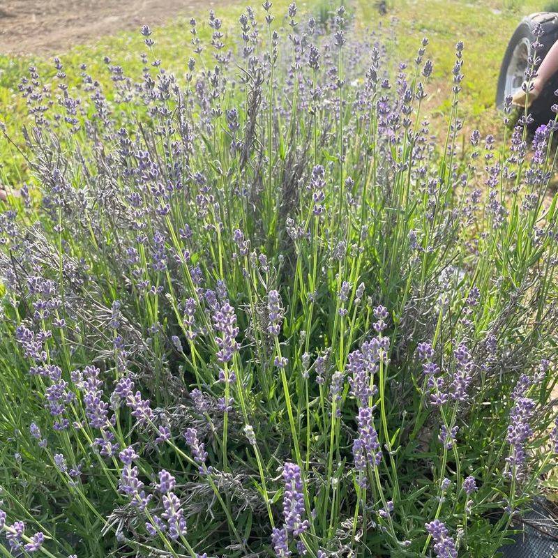 Lavender Fills Garden Beds With Calm Fragrance