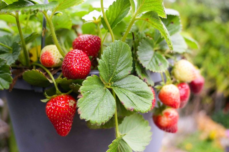 Everbearing Strawberries Produce Fruit Quickly In Spring