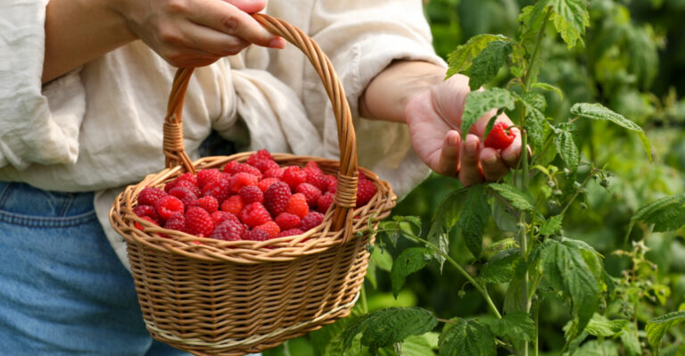 Pennsylvania Fruit Bushes That Can Produce In Their First Growing Season