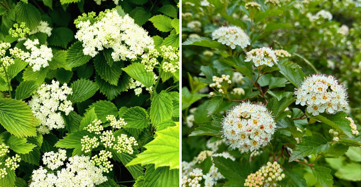 Arrowwood Viburnum and Common Ninebark