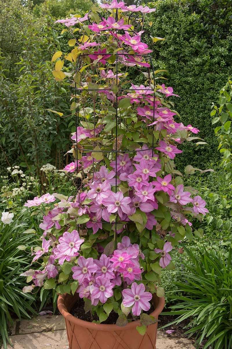 Clematis Brings Big Blooms To Vertical Spaces