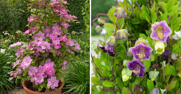 Pennsylvania Ornamental Climbers That Grow Well In Containers