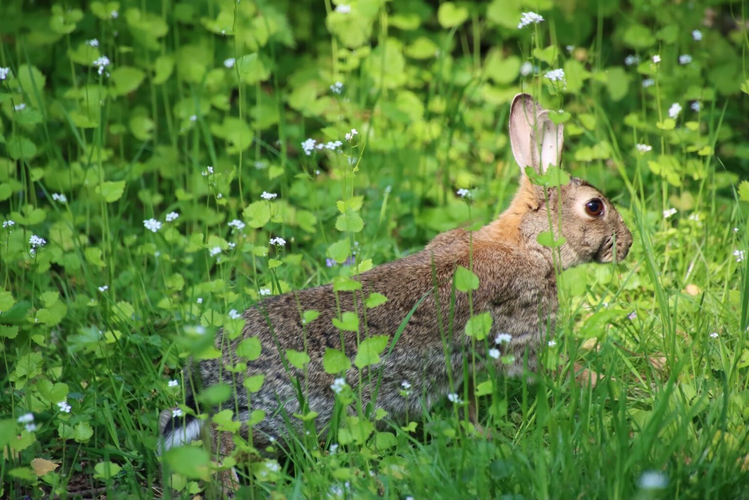Pa Rabbits Pennsylvania Plants Rabbits Usually Avoid Because Of Their Scent