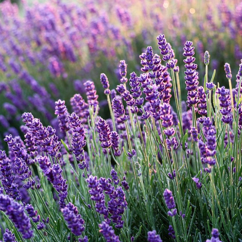 Lavender (Lavandula)