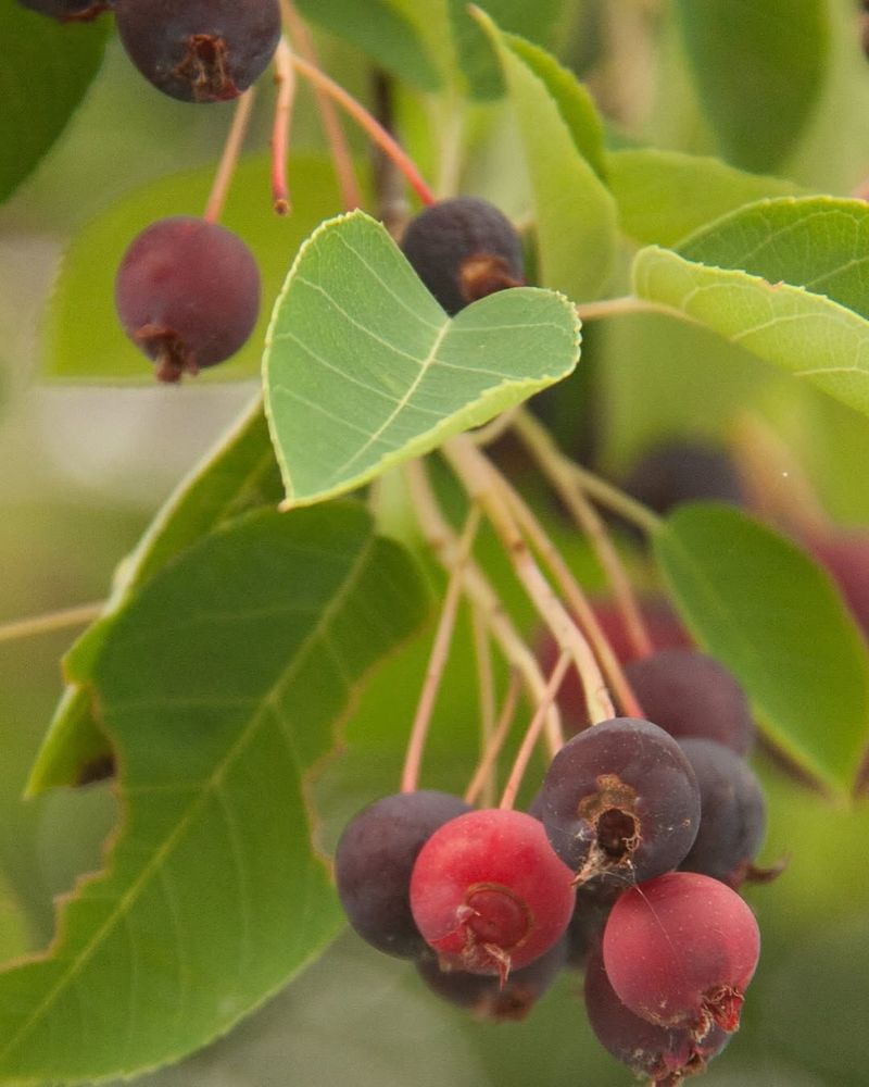 Serviceberry Brings Early Food And Spring Beauty