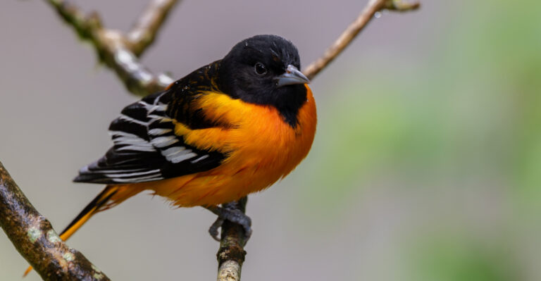 Pennsylvania Plants That Attract Baltimore Orioles To Your Yard Every Spring
