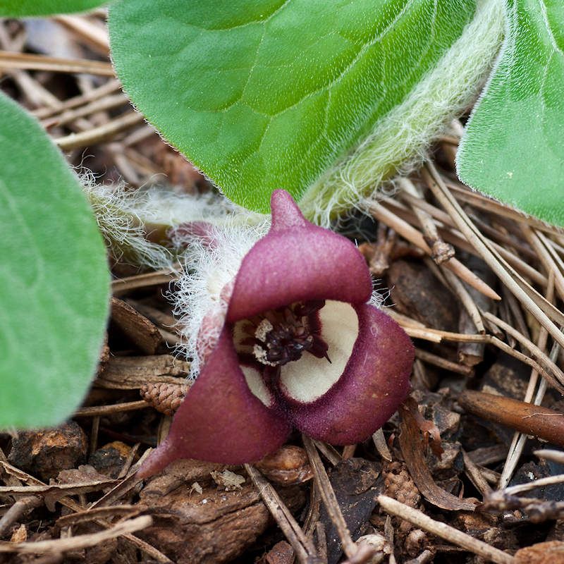 Wild Ginger 