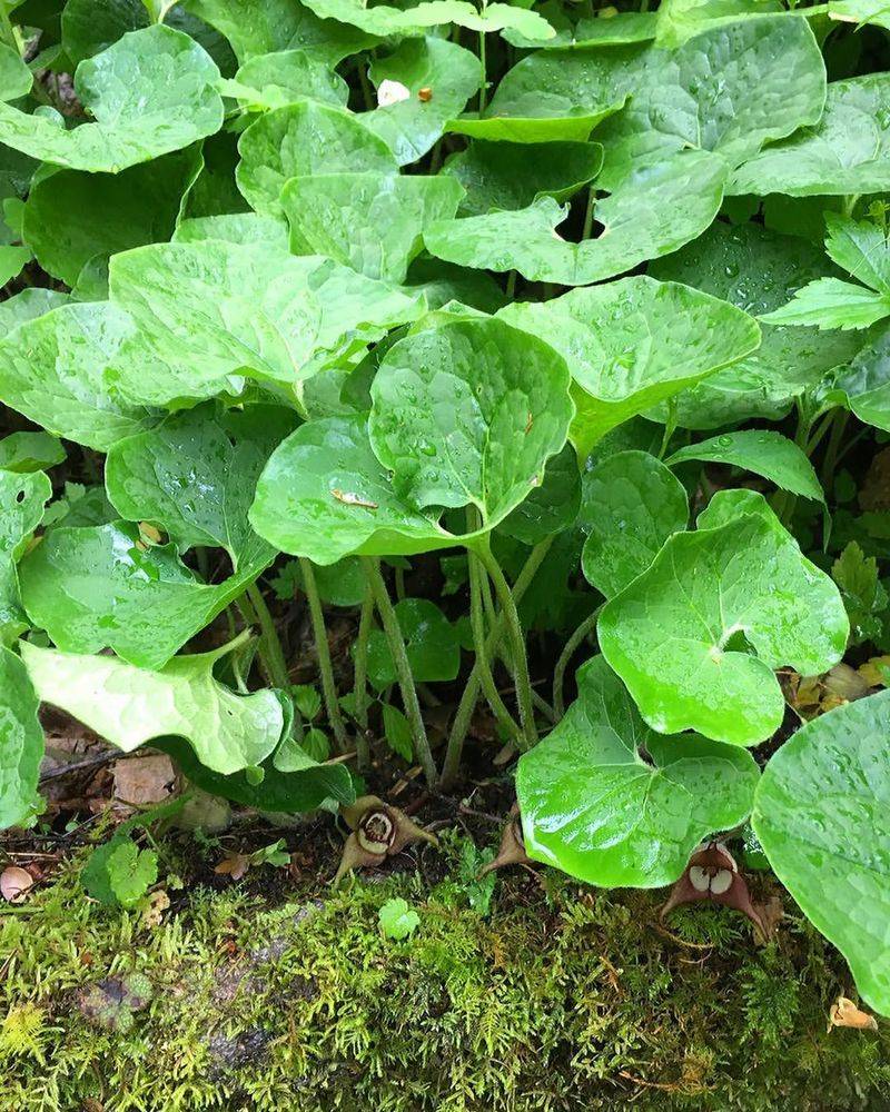 Wild Ginger 