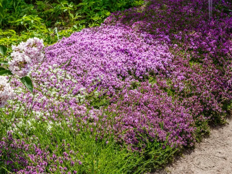 Creeping Thyme (Thymus Spp.)