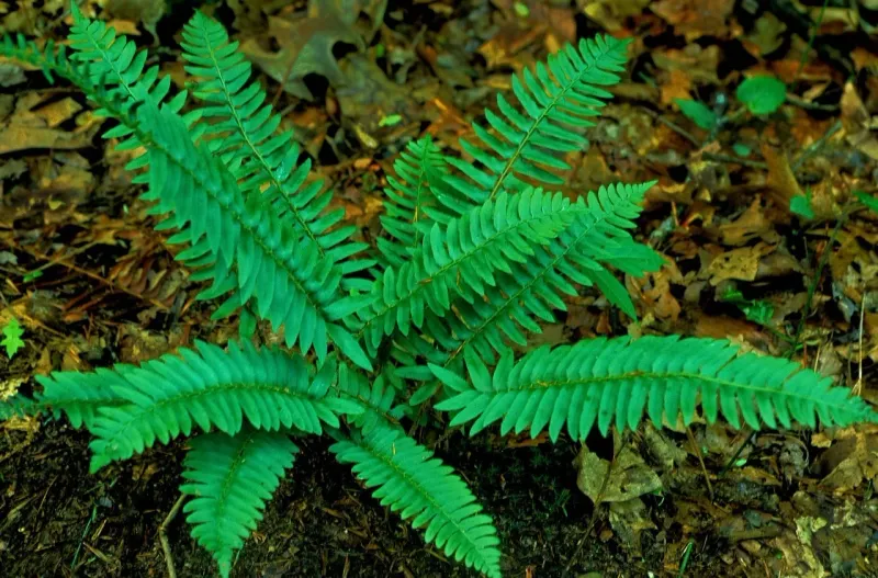 Christmas Fern (Polystichum acrostichoides)