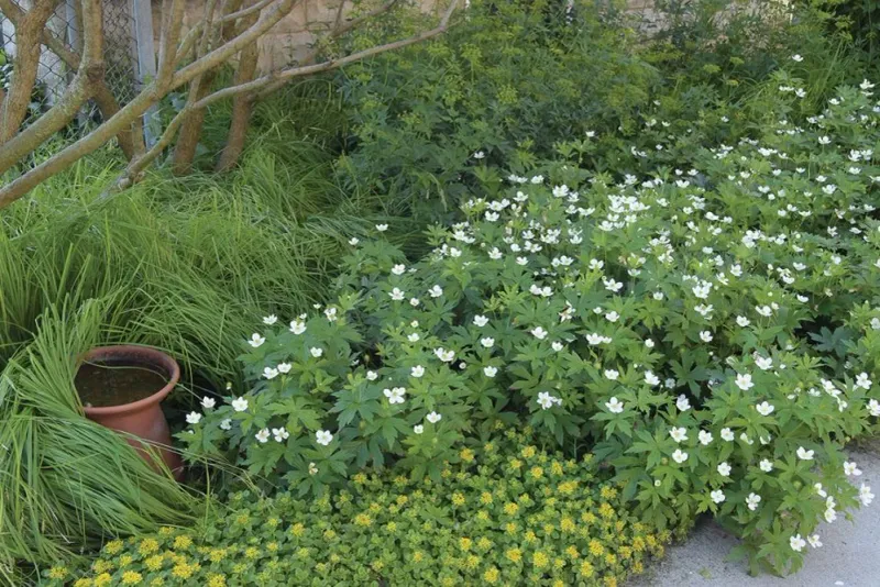 Canada Anemone (Anemone canadensis)