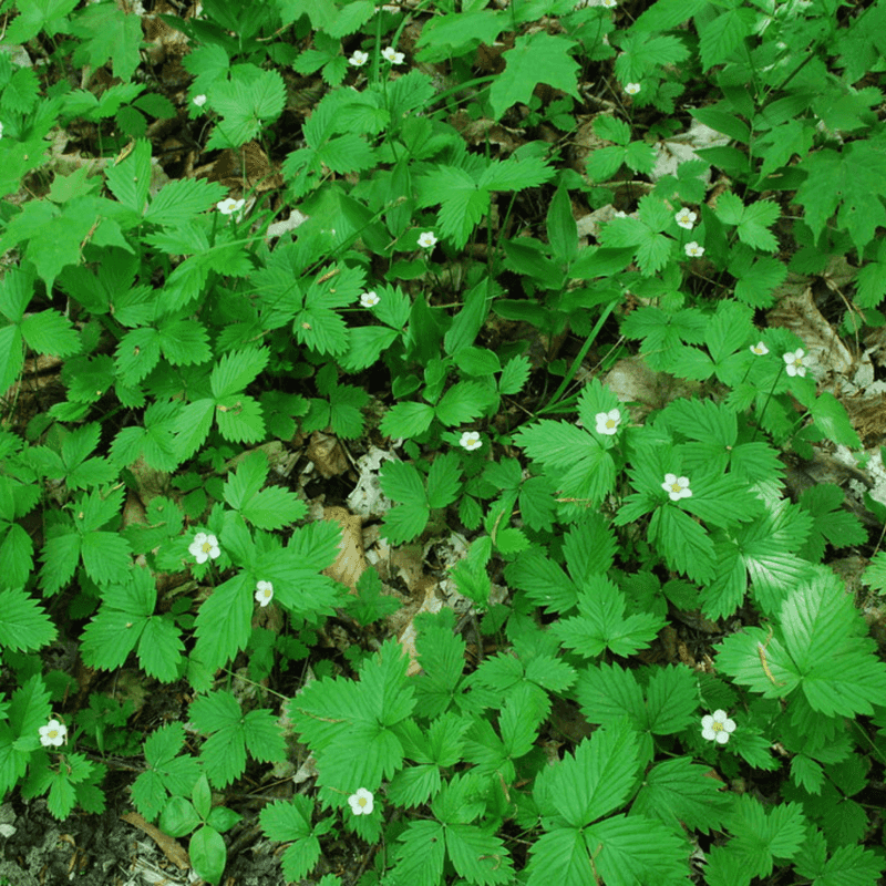 Wild Strawberry (Fragaria virginiana)