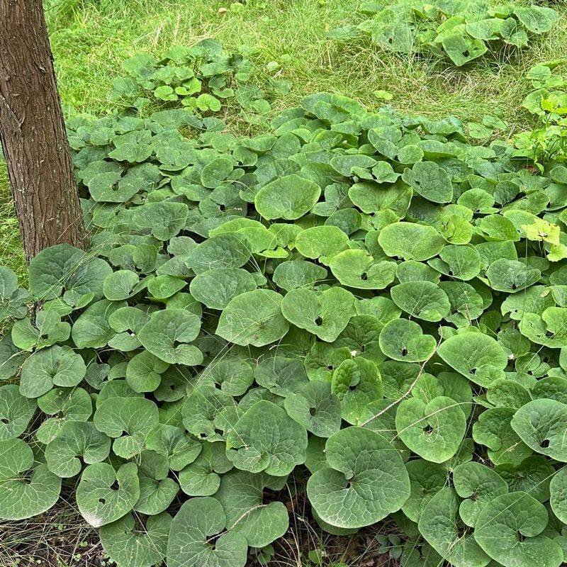 Wild Ginger Spreads Gently In Shady Garden Spaces