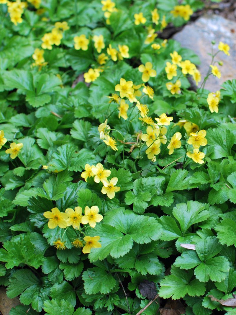 Barren Strawberry Low Growth With Bright Spring Blooms
