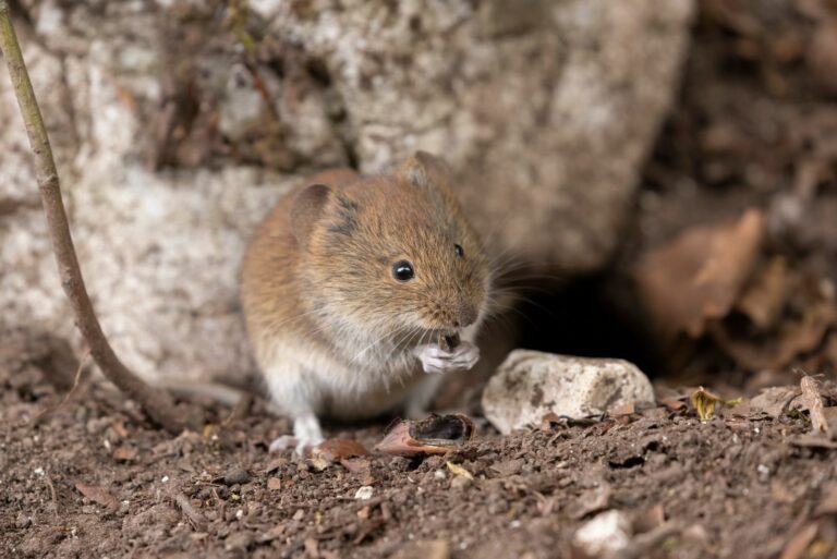 vole