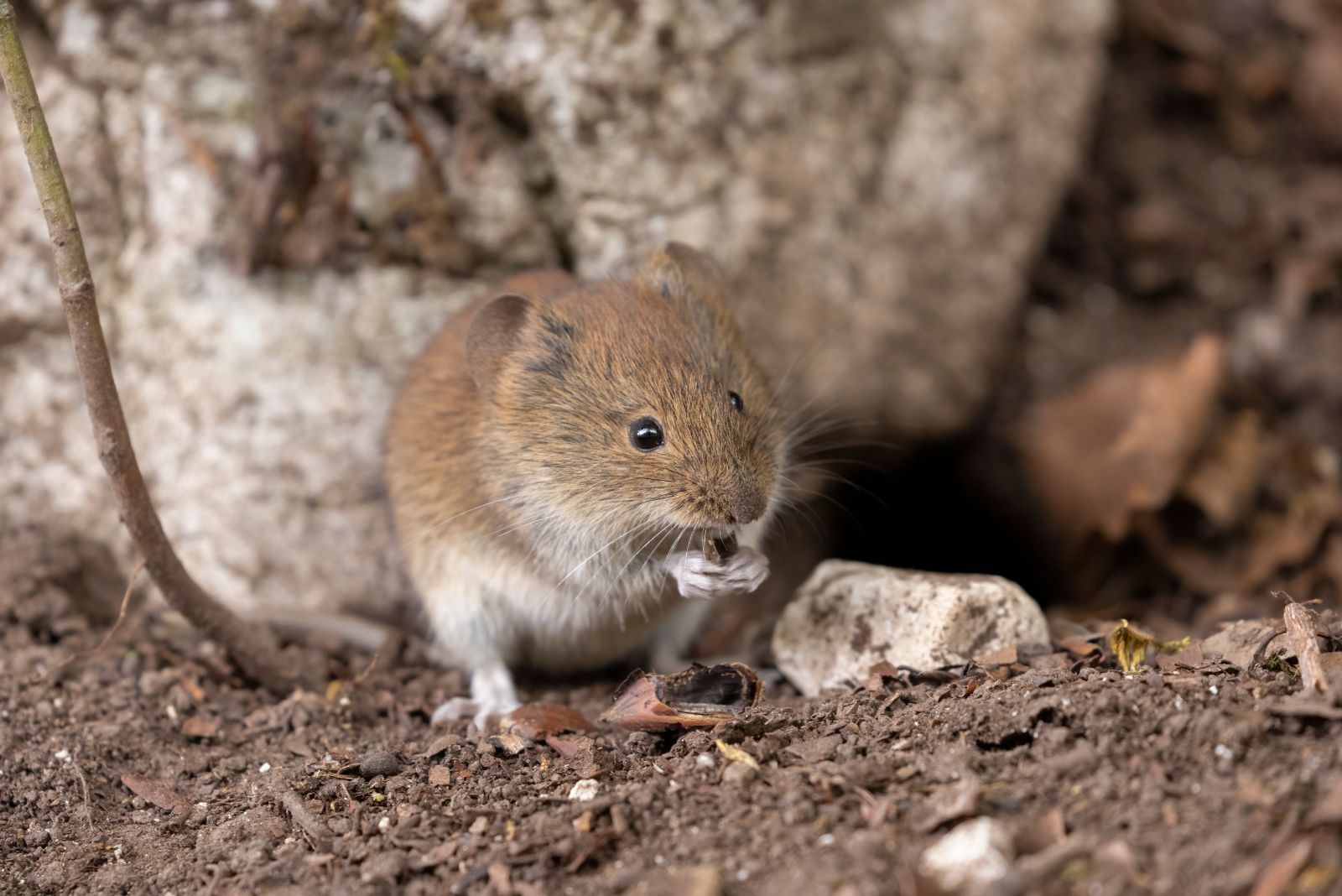 vole