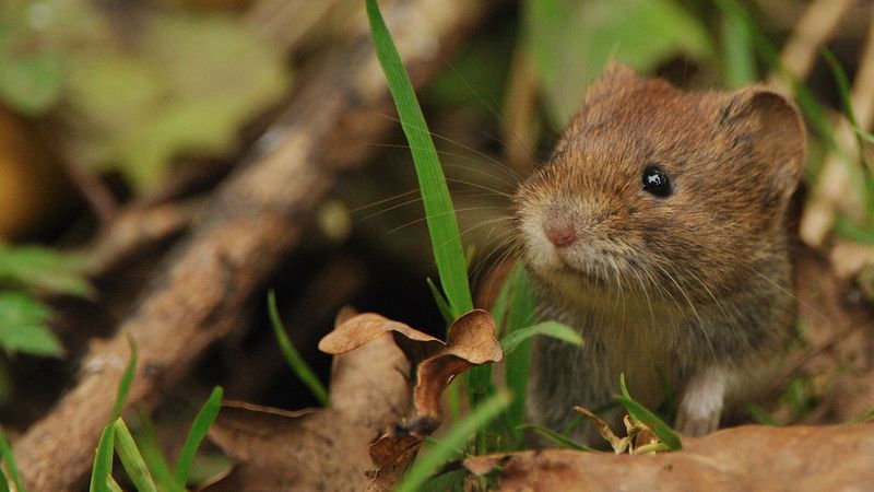 What This Silent Pest Is