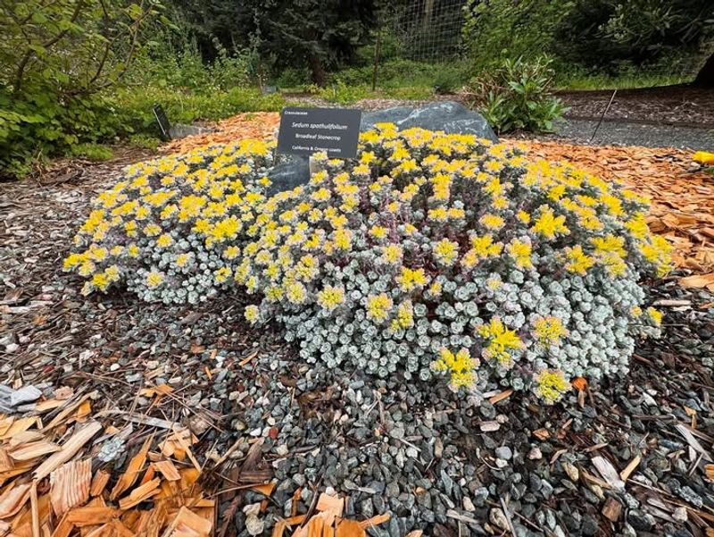 Stonecrop