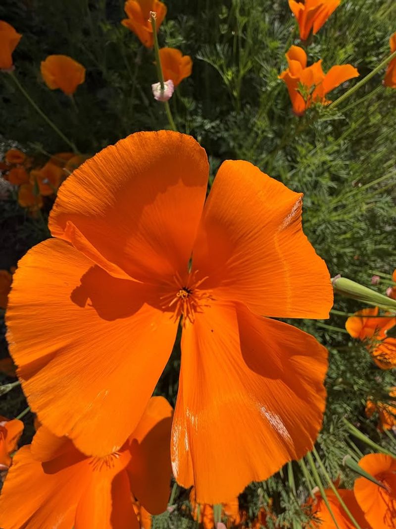 California Poppy