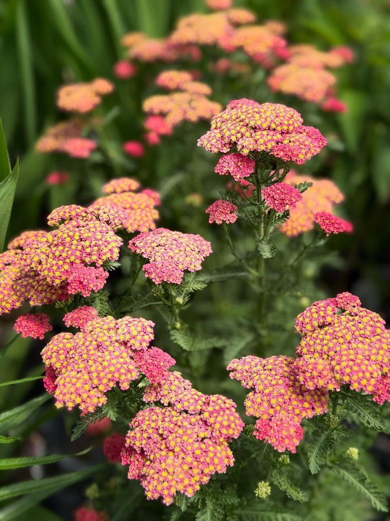 Yarrow