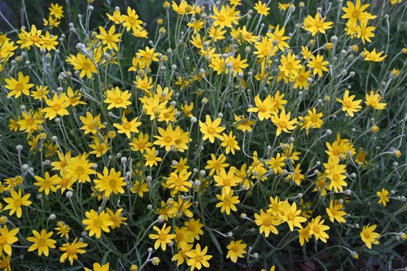 Oregon Sunshine Brings Bold Color To Dry Areas