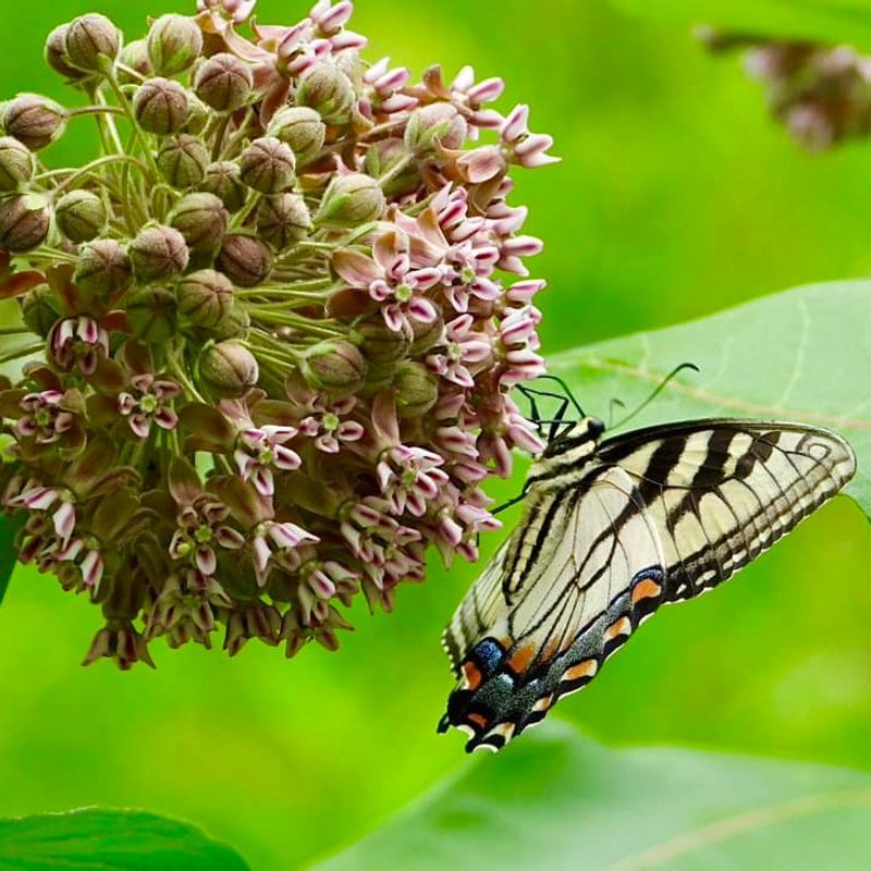 Milkweed Supports A Livelier Spring Garden