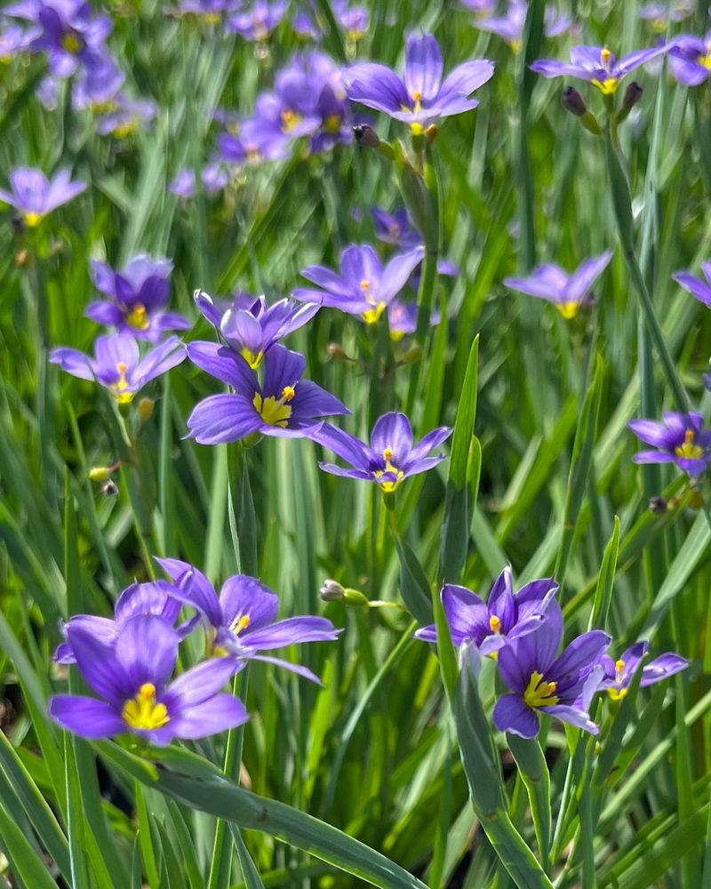 Blue-Eyed Grass Adds Delicate Color To Sunny Spots